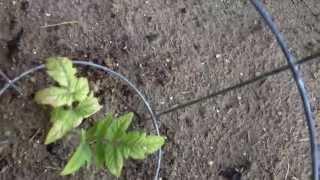Why are my tomato leaves turning White? Sunscald tomatoes update 3