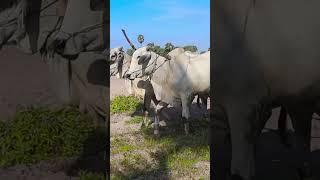 planting Javanese potatoes #video #4k #plow #cow #wow #गायें #गाय #गाय