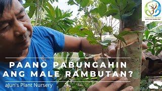 Paano pabungahin ang Male rambutan - Inarch Grafting