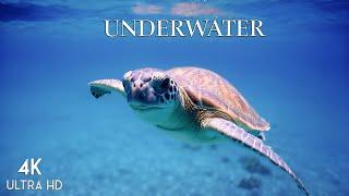 Uncover Ocean Wonders - 4K Cinematic Odyssey  Scenic Cinema