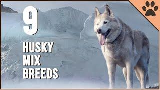 Most Beautiful Husky Mix Breeds  Dog World