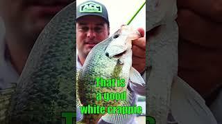 Double Jig Crappie Rig for Fall Fishing #fishing #september #crappie  #fish #wisconsin #minnesota