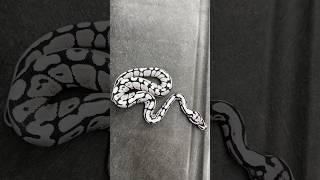 How a BLACK AND WHITE Ball Python is Made? #animals #ballpython #reptiles #snake #ballpythonmorphs