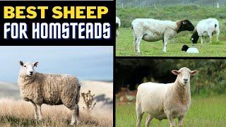 The 8 Best Sheep Breeds For Homesteaders