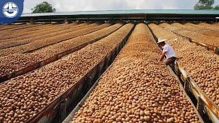 Harvesting MILLIONS Tons of Walnuts For Global Food Supply  Mega Food Factory