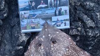 Ray fishing Anglesey A short enjoyable session with the wife UK sea fishing North wales fishing