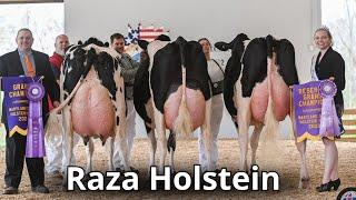 Raza de ganado lechero Holstein. La mejor raza de vacas lechera en el mundo.