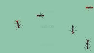 CAT GAMES - Ratu semut dan pasukannya - The queen ant
