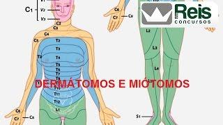 3A. Dermátomos e miótomos