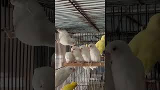 Cute Albino Baby Bird #parrot #pets #cute