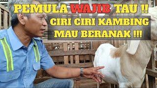 PENTING ? INI CIRI CIRI KAMBING MAU BERANAK