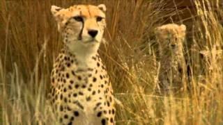 Baby Cheetah cubs born at ZSL Whipsnade zoo