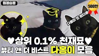 찜꽁습꽁 상위 0.1% 천재 고양이 다홍이 모음 세상에 다홍이 하버드 가야 할 것 같아요. 진심ㅣ뷰티 앤 더 비스트 beastㅣSBS ENTER.