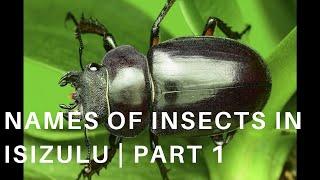 IsiZulu  Names of COMMON insects in IsiZulu  By Motale Matakalatse