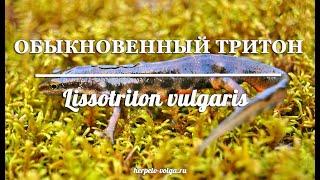 Как отличить самца от самки обыкновенного тритона Lissotriton vulgaris?