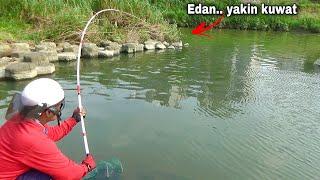 Mancing Ikan Nila Babon Sampai Kuwalahan Dapat Dagu Merah