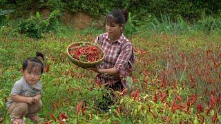 Harvesting bright red chili gardens to sell gathering firewood branches and drying peanuts