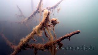 Tauchen im Baggersee Spöck