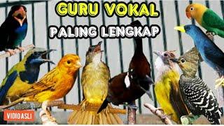 GURU VOKAL  PALING LENGKAP  untuk murai batu trotolan  durasi panjang  berjedah 