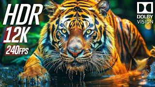 Wild Animals World in 12K HDR VIDEO ULTRA HD Dolby Vision 240 FPS