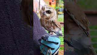 Tito tips the scales at a healthy 70 grams 2.4 oz #OwlMagic #AlaskaOwls #TinyOwlBigHeart