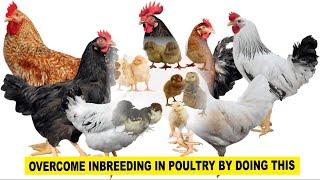 Chicken  How To Prevent Inbreeding The Number Killer Diseases With Dr. Isa Luigare