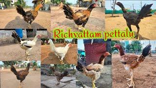 Richvattam Too Top Quality pettalu... pH no .99855494398919321289.