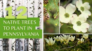 12 Pennsylvania Native Trees That Local Wildlife Will Love You for Planting