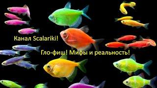 Звёзды ютуба Канал Scalariki   Glo-fish мифы и реальность