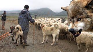 KURTLARLA GEZEN ÇOBAN KÖPEĞİ   1.BÖLÜM  KURT KIZANINA GİDEN SÜRÜ KÖPEĞİ DİŞİ KURT VE KANGAL DOGS