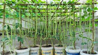 Growing long beans for urban gardening is so easy - Growing long beans in plastic containers