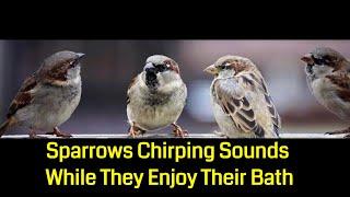 Sparrows Chirping Sounds While They Enjoy Their Bath