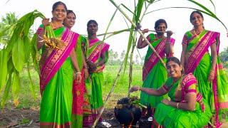 PONGAL CELEBRATION in Our Village  We celebrate Our Traditional Festival  Village Pongal Festival