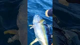 big yellowfin tuna fishing - strong fish 