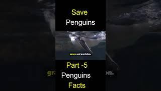 Hidden Dangers of Penguins 10 Unknown Facts #PenguinFacts #HiddenDangers #Wildlife