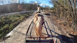 Learning To Pull A Wagon - Not All Horses Can Do This