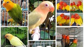 TOP 10 MUTATION NG AFRICAN LOVEBIRDS NA PATOK NGAYON…