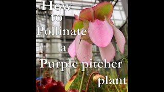How to pollinate a purple pitcher plant