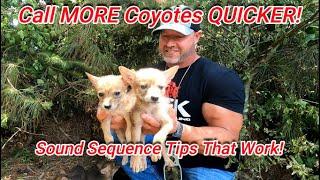 Call More Coyotes Quicker Sound Sequence Tips That Work All About Coyotes and Coyote Hunting