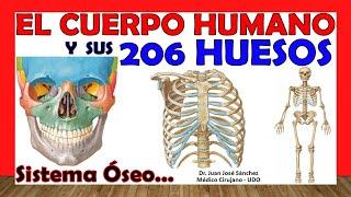  206 BONES of the Human Body in 24 Minutes + Mnemonics Easy and simple