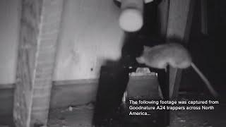 A24 Rat & Mouse Trap User Submitted Videos  Rat & Mouse Trap In Action  Goodnature A24