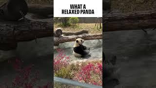 Did you know pandas spend 12 hours a day just eating? No wonder this guy wants to break for a bath.