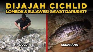 ULAH MERESAHKAN 2 JENIS CICHLID HIAS YANG JADI IKAN INVASIF