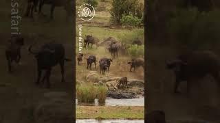 Buffalo Herd Save Baby from Lion Attack  World Wild Web #wildlife #shorts #lion