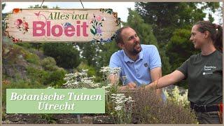 Botanische Tuinen Utrecht  Alles Wat Bloeit