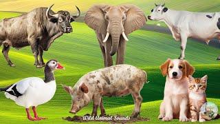 Happy Animal Moment Familiar Animals Sounds Buffalo Dog Cat Elephant Cow Chicken Duck Pig