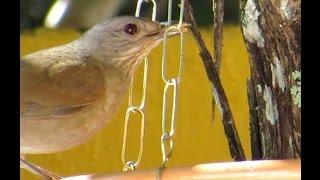 Turdus leucomelas - Sabiá-barranco - Brasília - agosto de 2014