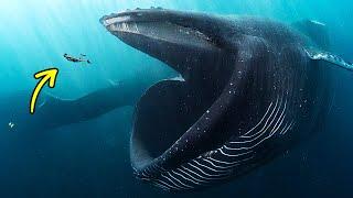 Что произойдет если вас с кит?