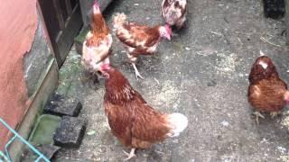 Old hens establish the pecking order