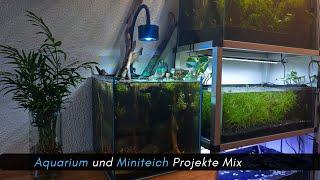 Aquarium und Miniteich Projekte Mix zum Wochenstart #aquarisitk